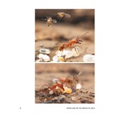 The Guests of Ants - How Myrmecophiles Interact with Their Hosts
