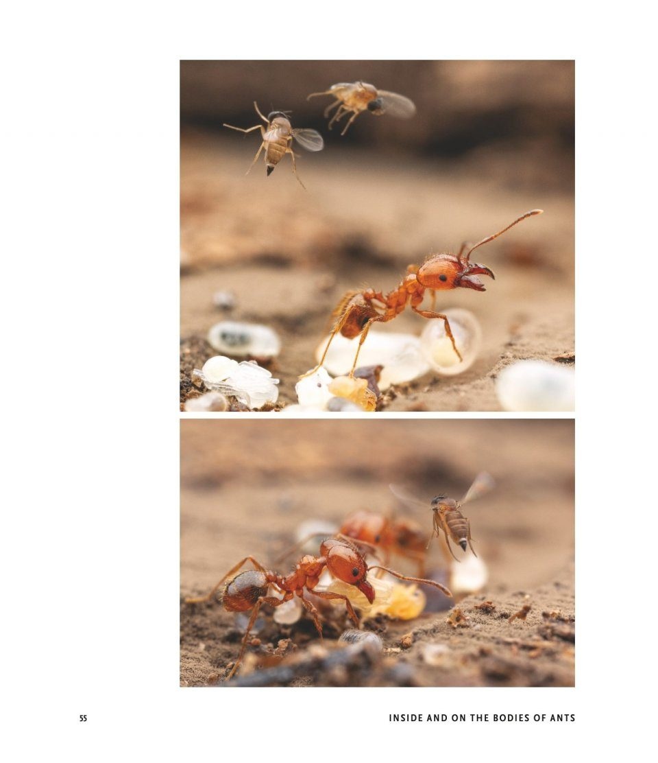 The Guests of Ants - How Myrmecophiles Interact with Their Hosts