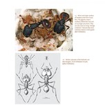The Guests of Ants - How Myrmecophiles Interact with Their Hosts