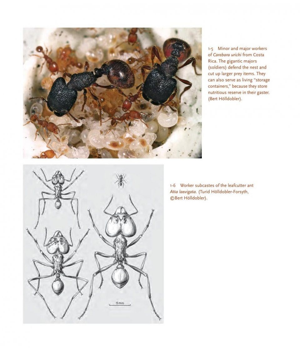 The Guests of Ants - How Myrmecophiles Interact with Their Hosts