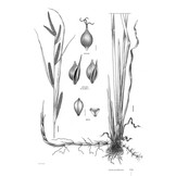 Guide Expert des Carex de France - Manuel d'identification de terrain