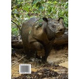 The Hairy Rhinoceros: History, ecology and some lessons for management of the last Asian megafauna
