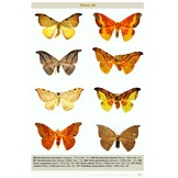 Moths of Bhutan