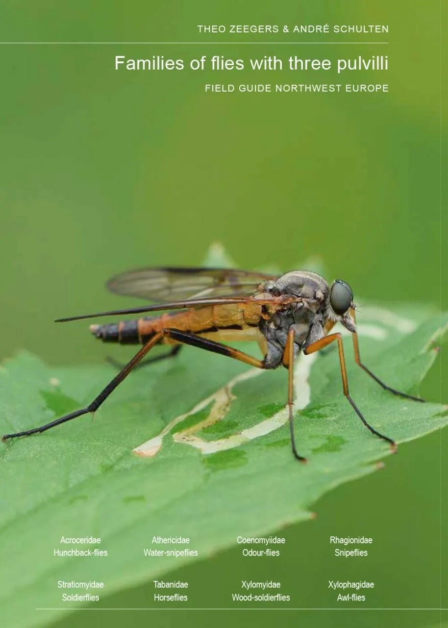 Families of Flies with Three Pulvilli - Field Guide Northwest Europe
