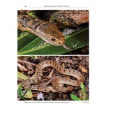 Australasian Elapids - Husbandry, Captive Care and Ecology