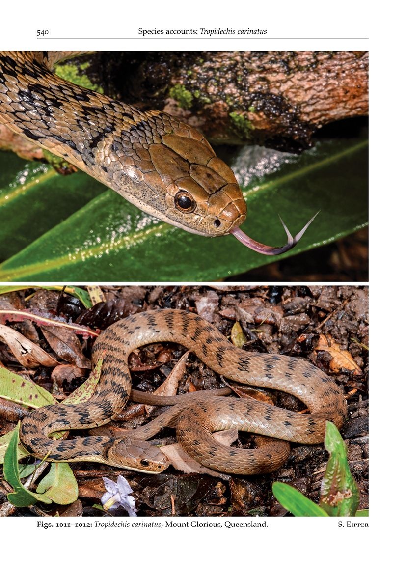 Australasian Elapids - Husbandry, Captive Care and Ecology
