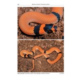 Australasian Elapids - Husbandry, Captive Care and Ecology