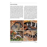 Australasian Elapids - Husbandry, Captive Care and Ecology