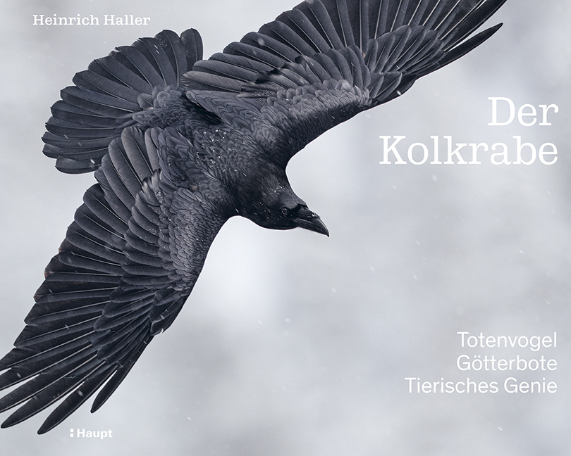 Der Kolkrabe – Totenvogel, Götterbote, Tierisches Genie