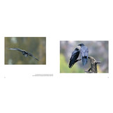 Der Kolkrabe – Totenvogel, Götterbote, Tierisches Genie