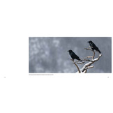 Der Kolkrabe – Totenvogel, Götterbote, Tierisches Genie