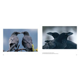 Der Kolkrabe – Totenvogel, Götterbote, Tierisches Genie