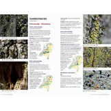 Veldgids Korstmossen