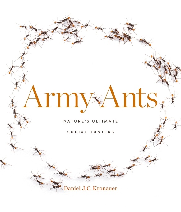 Army Ants - Nature’s Ultimate Social Hunters