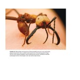 Army Ants - Nature’s Ultimate Social Hunters