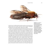 Army Ants - Nature’s Ultimate Social Hunters