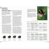 Veldgids Hommels van Nederland en België