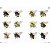 Veldgids Hommels van Nederland en België