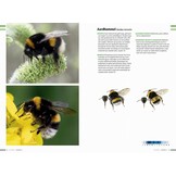 Veldgids Hommels van Nederland en België