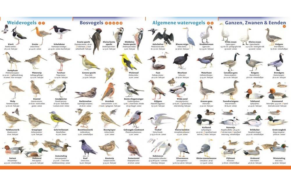 Minigids Vogels Van Nederland En Belgi Veldshop nl