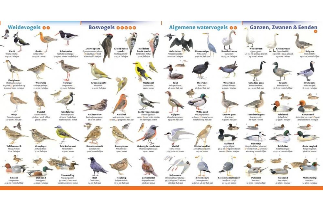 Minigids Vogels van Nederland en België - Veldshop.nl