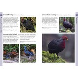 Birds of Borneo - A Photographic Guide