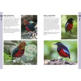 Birds of Borneo - A Photographic Guide