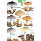 Collins Fungi Guide - The Most Complete Field Guide to the Mushrooms & Toadstools of Britain & Ireland