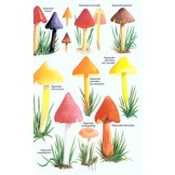 Collins Fungi Guide - The Most Complete Field Guide to the Mushrooms & Toadstools of Britain & Ireland