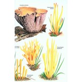 Collins Fungi Guide - The Most Complete Field Guide to the Mushrooms & Toadstools of Britain & Ireland