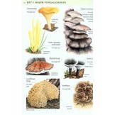 Collins Fungi Guide - The Most Complete Field Guide to the Mushrooms & Toadstools of Britain & Ireland