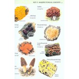 Collins Fungi Guide - The Most Complete Field Guide to the Mushrooms & Toadstools of Britain & Ireland