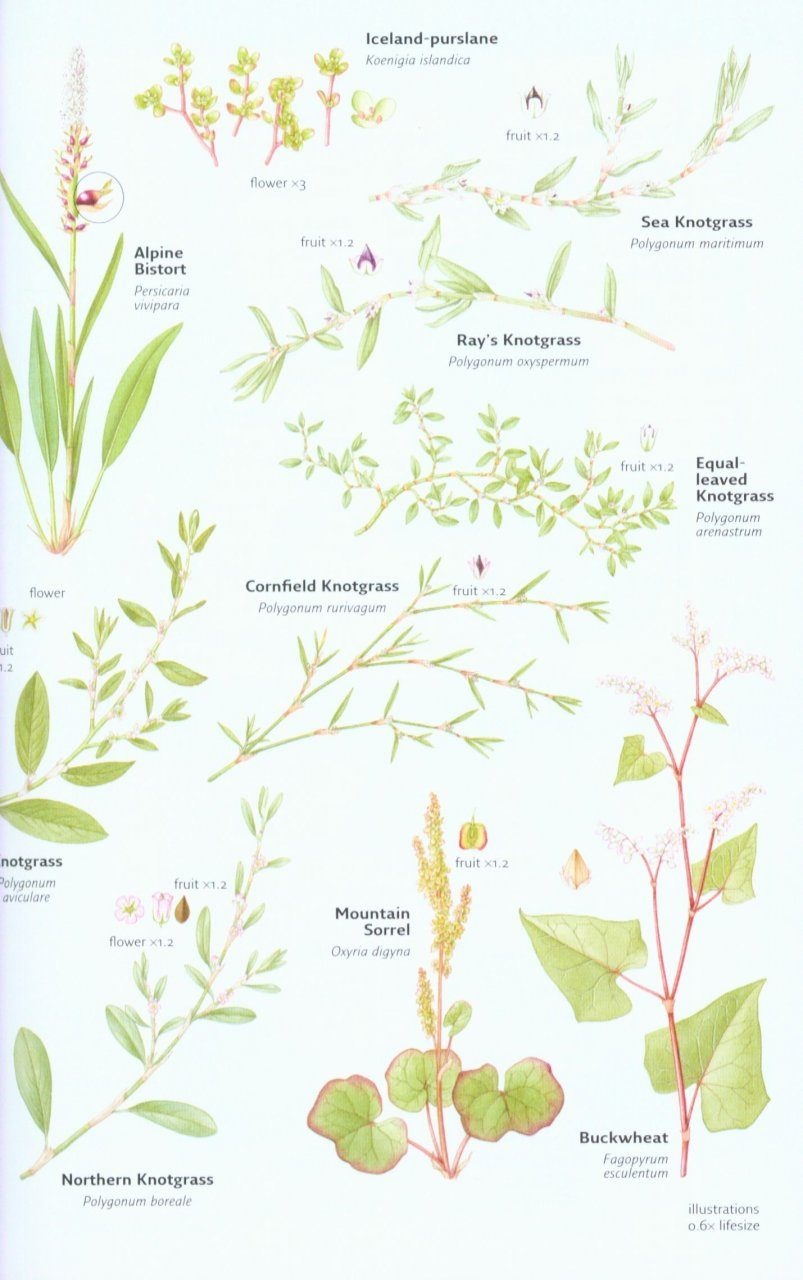 Collins Wild Flower Guide - The Most Complete Guide to the Wild Flowers of Britain and Ireland