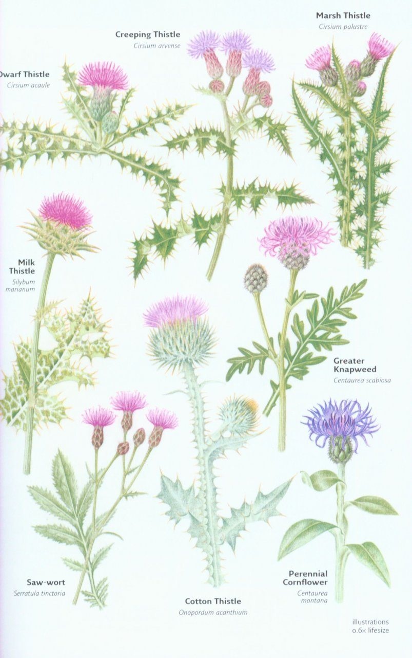 Collins Wild Flower Guide - The Most Complete Guide to the Wild Flowers of Britain and Ireland
