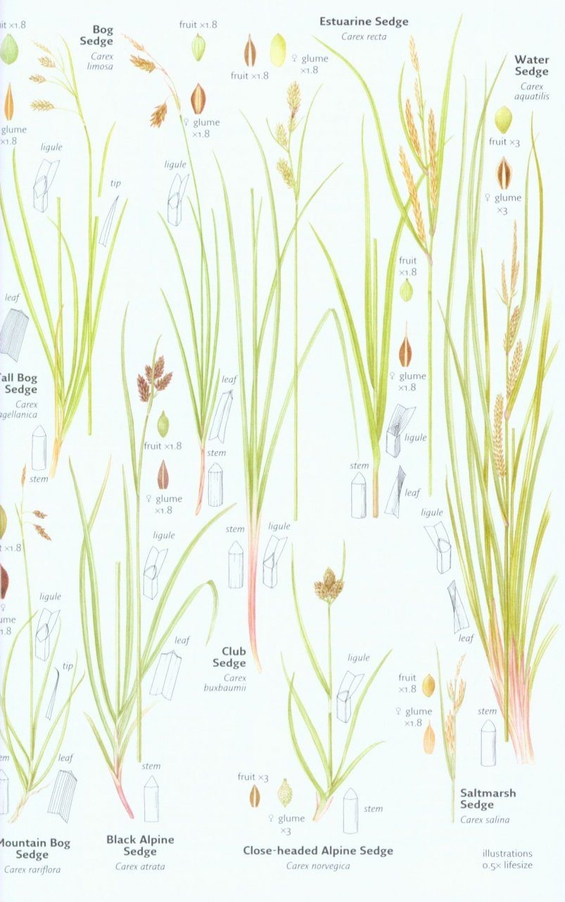 Collins Wild Flower Guide - The Most Complete Guide to the Wild Flowers of Britain and Ireland