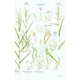 Collins Wild Flower Guide - The Most Complete Guide to the Wild Flowers of Britain and Ireland