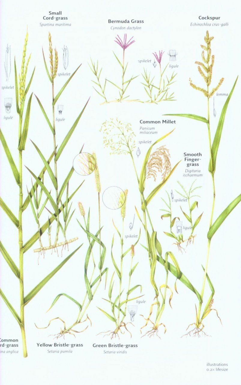 Collins Wild Flower Guide - The Most Complete Guide to the Wild Flowers of Britain and Ireland