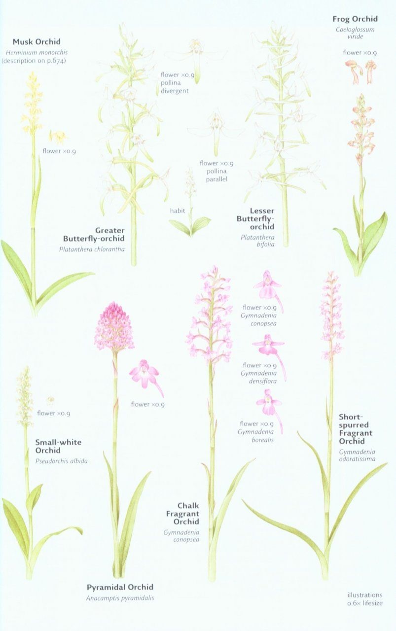 Collins Wild Flower Guide - The Most Complete Guide to the Wild Flowers of Britain and Ireland