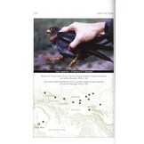 Birds of Tunisia / Oiseaux de Tunisie