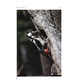 Birds of Tunisia / Oiseaux de Tunisie