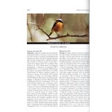 Birds of Tunisia / Oiseaux de Tunisie