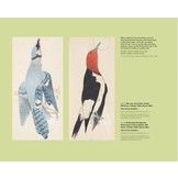 In the Footsteps of Audubon