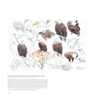 In the Footsteps of Audubon