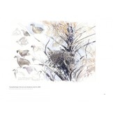 In the Footsteps of Audubon