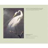 In the Footsteps of Audubon