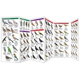 France Birds - A Folding Pocket Guide to Familiar Species