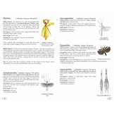 Stick and Leaf-Insects of the World