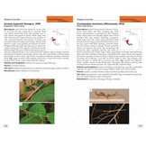 Stick and Leaf-Insects of the World