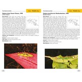 Stick and Leaf-Insects of the World