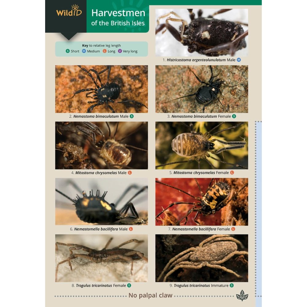 Harvestman Rakes Harvestmen of the British Isles - Veldshop